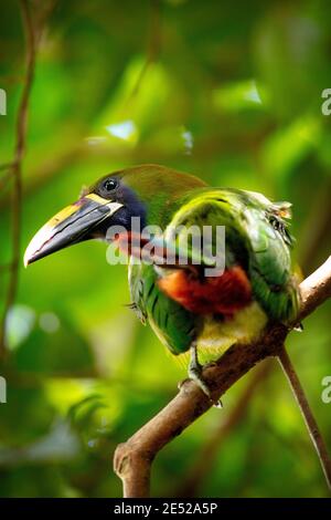 An Emerald Toucanet or Northern Emerald Toucanet (Aulacorhynchus prasinus) in Costa Rica Stock Photo