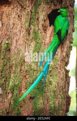 The national bird of Guatemala, a male Resplendent Quetzal (Pharomachrus mocinno) poses in Costa Rica. *Near Threatened Stock Photo