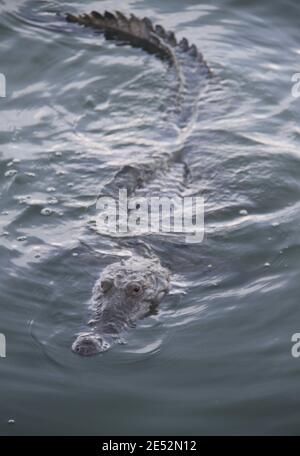 Cancun, Mexico. 25th Jan, 2021. (INT) Crocodiles are seen in Cancun ...