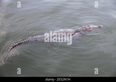 Cancun, Mexico. 25th Jan, 2021. (INT) Crocodiles are seen in Cancun ...