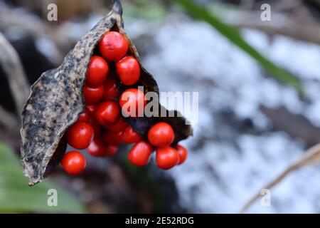 Iris foetidissima Stinking iris - clusters of orange seedpods,  January, England, UK Stock Photo