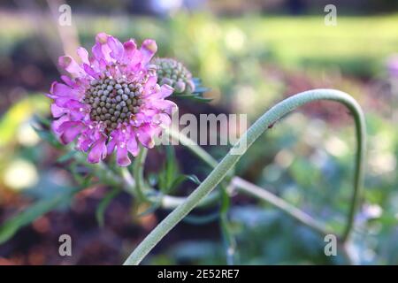 Buy pincushion flower or scabious Scabiosa 'Pink Mist