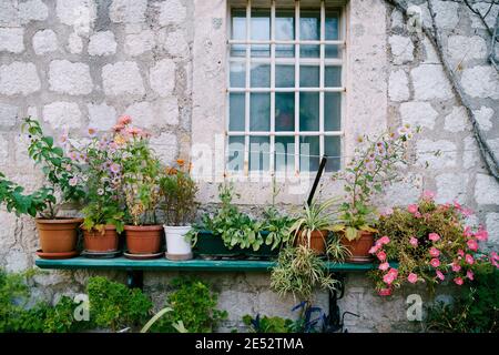 Purslane flower on a wooden shelf near the wall of a house with a window behind a metal grate. Stock Photo