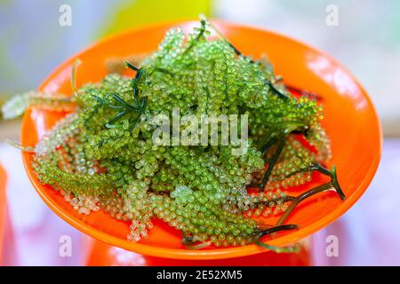 Close up seaweed bunch ,algae grapes bunches, green caviar for healthy food photography Stock Photo