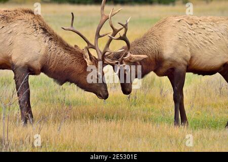 Two bull elk 'Cervus elaphus', sizing each other up before challenge each other to battle in a meadow in Jasper National Park in Alberta Canada. Stock Photo
