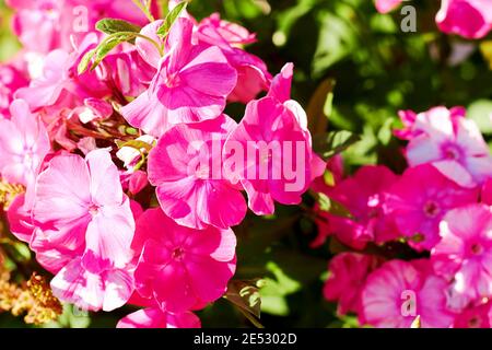Lush pink phlox flowers in the garden with blurred background. Floral and herbal backdrops and textures Stock Photo
