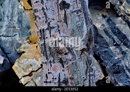 A dead tree trunk against a rock surface in Jasper National Park Alberta Canada. Stock Photo