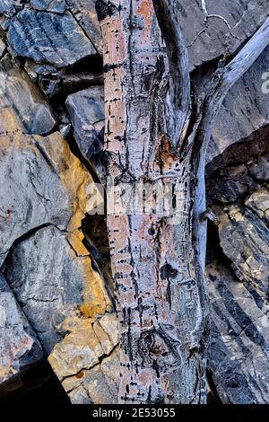 A dead tree trunk against a natural rock surface in Jasper National Park Alberta Canada. Stock Photo