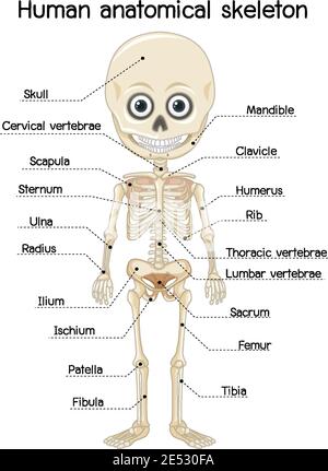 Human anatomical skeleton with label illustration Stock Vector