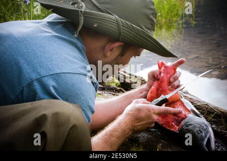 Fisherman cleaning his catch of the day preparing for a nice dinner in the Alaskan Bush in late July. Stock Photo