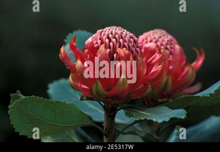 TELOPEA FLOWER (WARATAH) FLORAL EMBLEM OF NEW SOUTH WALES, AUSTRALIA. Stock Photo