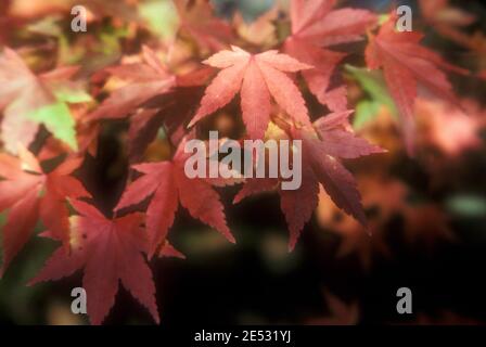 CLOSE-UP OF THE LEAVES OF A JAPANESE MAPLE TREE (ACER PALMATUM) IN WARM AUTUMN COLOURS, NEW SOUTH WALES, AUSTRALIA. Stock Photo