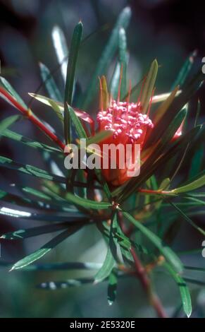 LAMBERTIA FORMOSA, KNOWN AS MOUNTAIN DEVIL, HONEY FLOWER OR HONEYSUCKLE, AUSTRALIA Stock Photo