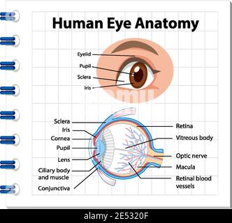 Diagram of human eye anatomy with label illustration Stock Vector