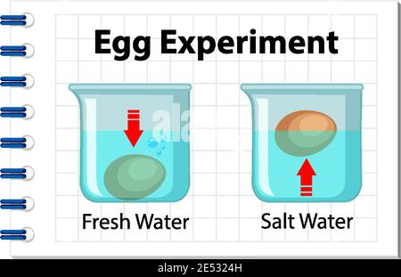 Science experiment with egg float test illustration Stock Vector Image ...