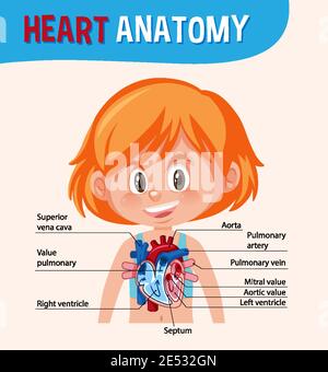 Information poster of human heart diagram illustration Stock Vector ...