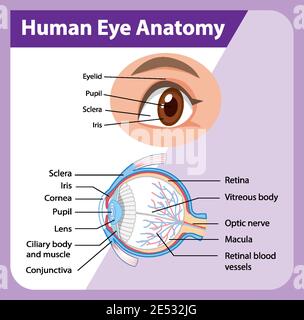 Diagram of human eye anatomy with label illustration Stock Vector