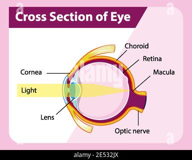 Human eye anatomy with cross section of eye diagram illustration Stock Vector