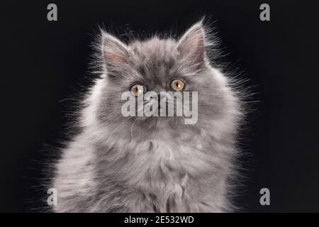 Close up of a cute 11 week old grey smoke ragamuffin kitten Stock Photo