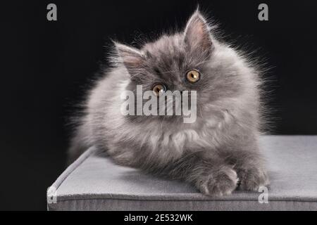 Cute 11 week old grey smoke ragamuffin kitten Stock Photo