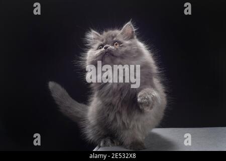 Cute 11 week old grey smoke ragamuffin kitten with his paw raised Stock Photo
