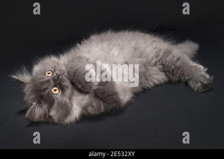 11 week old grey smoke ragamuffin kitten lying on his back Stock Photo
