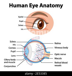 Diagram of human eye anatomy with label illustration Stock Vector