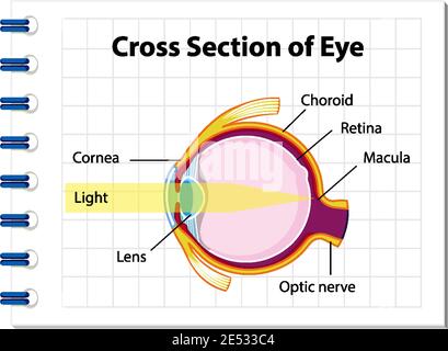 Human eye anatomy with cross section of eye diagram illustration Stock Vector