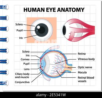 Diagram of human eye anatomy with label illustration Stock Vector