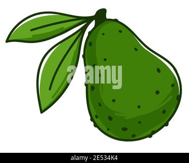 Avocado pear with peel and leaves, fresh fruit Stock Vector