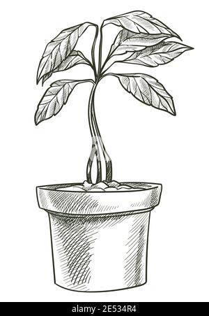 Avocado tree vegetable growing in pot, veggie Stock Vector