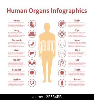 Human organs icons with male figure infographics set vector ...