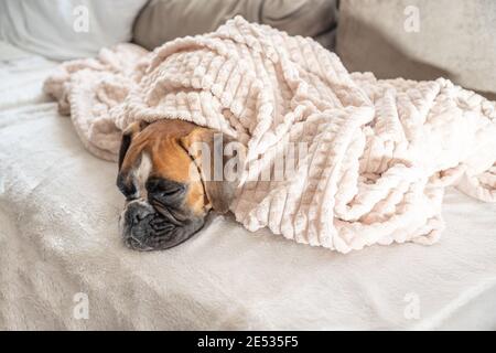 cute face 9 months old purebred golden puppy german boxer dog closeup sleeping under blanket warming up cuddling. Stock Photo