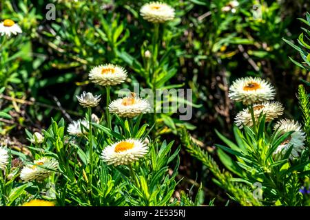 White Paper Daisies with a yellow centre  in an Australian garden setting Stock Photo