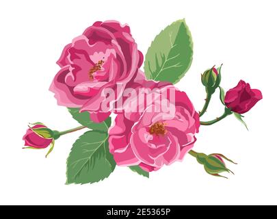 Blooming roses or peonies with leaves and buds Stock Vector