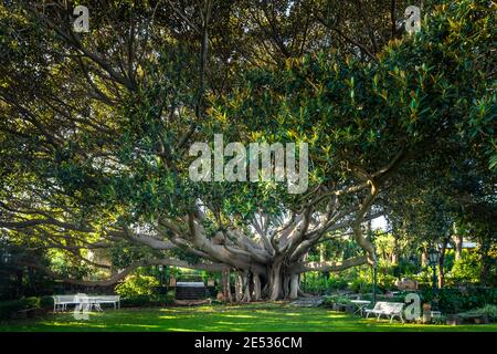 Close up of a giant Ficus Elastica tree, whose branches form a crown extending in all directions Stock Photo