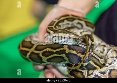 Royal Python snake creeping on a  girl hand Stock Photo