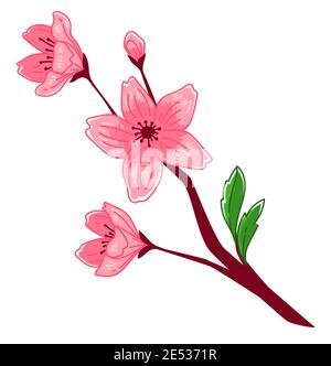 Sakura blooming, blossom of cherry tree branch Stock Vector