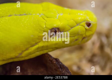 Close up head of Gold Python,Reticulated python (Python reticulatus) Stock Photo