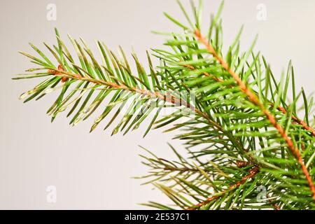 Fir branches in drops of water on pins and needles on a light background. Coniferous frame. Stock Photo