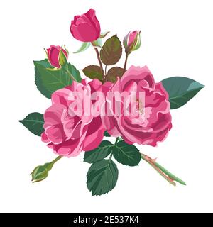 Summer or spring blooming roses or peonies vector Stock Vector
