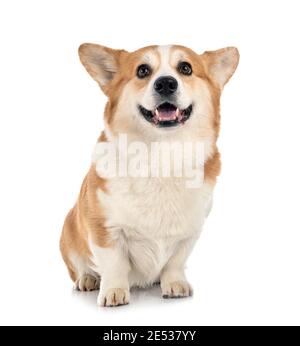 young Pembroke Welsh Corgi in front of white background Stock Photo