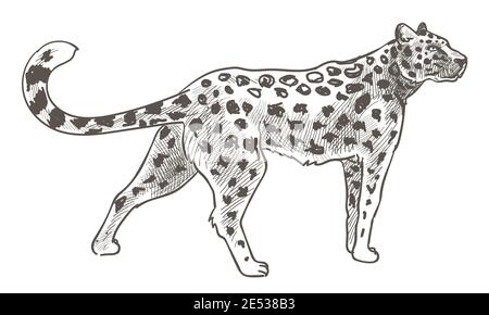 Leopard animal with spots on fur, cheetah in zoo Stock Vector