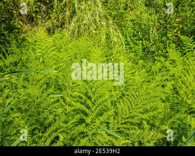 Common lady-fern (Athyrium filix-femina) is a large, feathery species of fern native throughout most of the temperate Northern Hemisphere, where it is Stock Photo