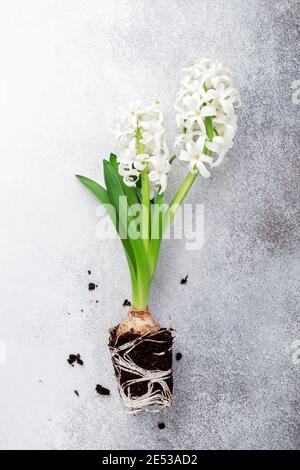 Top view of white hyacinth flowers on stone background. Concept of home gardening and planting flowers in pot - Image Stock Photo