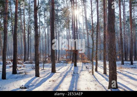 Beautiful landscape in the winter coniferous forest with sun and long shadows Stock Photo
