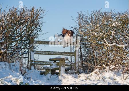 English Springer Spaniel jumping a stile in the Snow Stock Photo