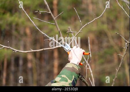 Season pruning of trees.  The farmer looks after the orchard . Stock Photo