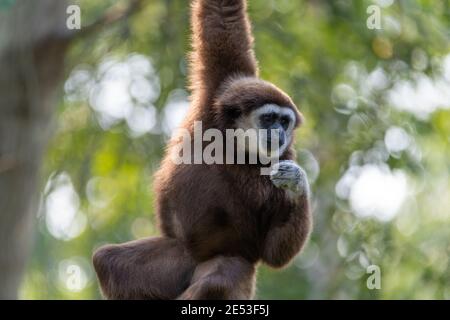 Gibbon hanging down with one arm from a branch or platform that is out of frame, while the gibbon being close up Stock Photo