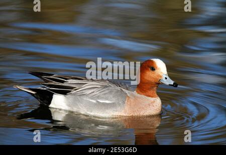 Male Eurasian wigeon, Mareca penelope, swimming in a pond in Tampere Finland. Stock Photo